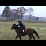 Vendredi 06 février 2026 VINCENNES (R1-C8) - PRIX GUY DE LA BROSSE