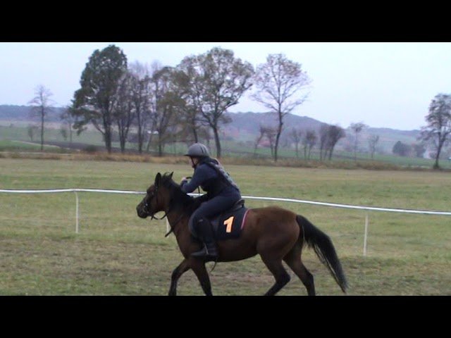 Mardi 27 mai 2025 AUTEUIL (R1-C1) – PRIX DE LA MUETTE