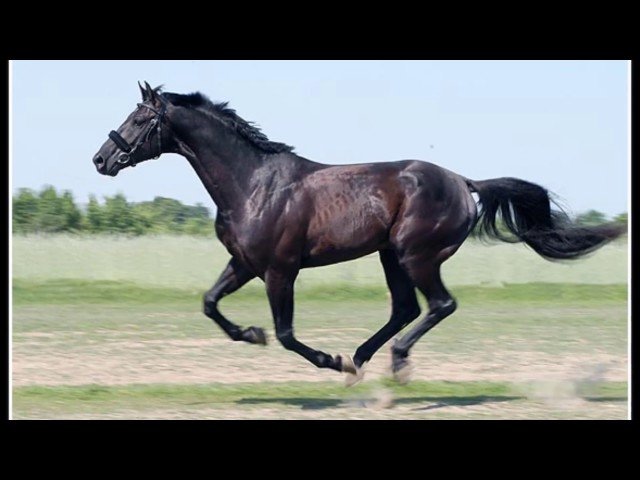 Jeudi 25 juin 2026 LAVAL (R5-C4) – PRIX DE LA COTE DE JADE